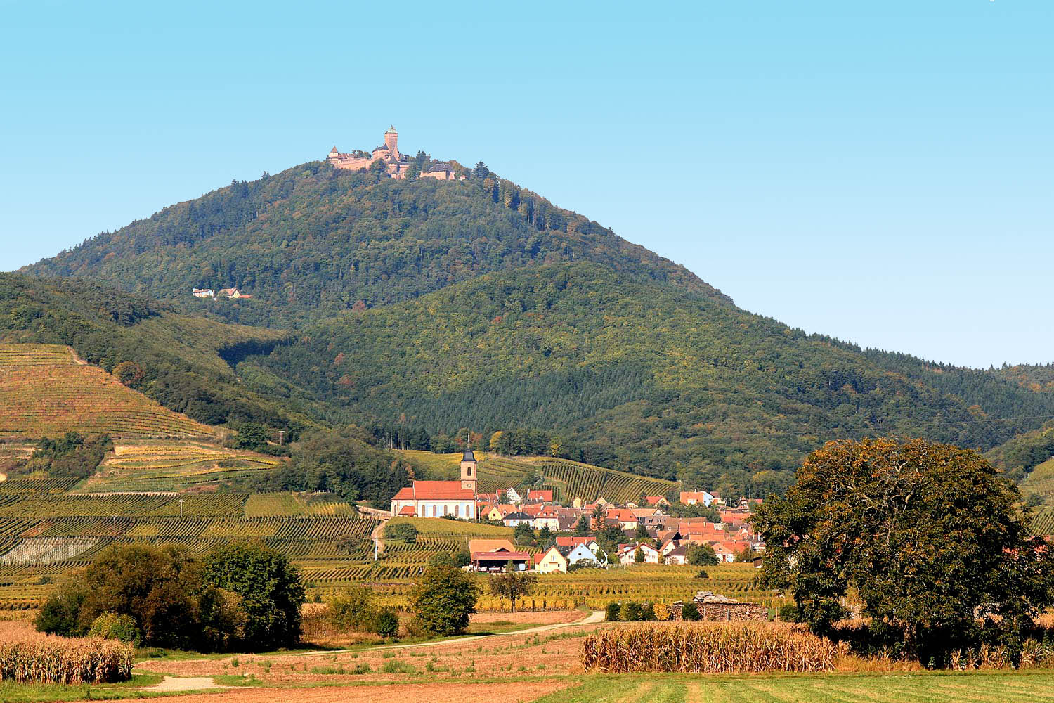 Château du Haut Koeingsbourg vu de Kintzheim